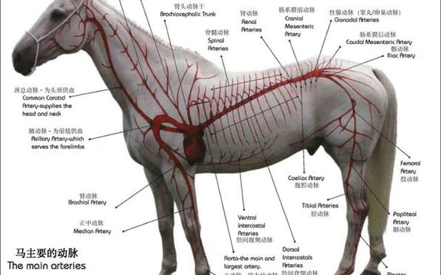 马有几个心脏_马的心脏在哪个位置