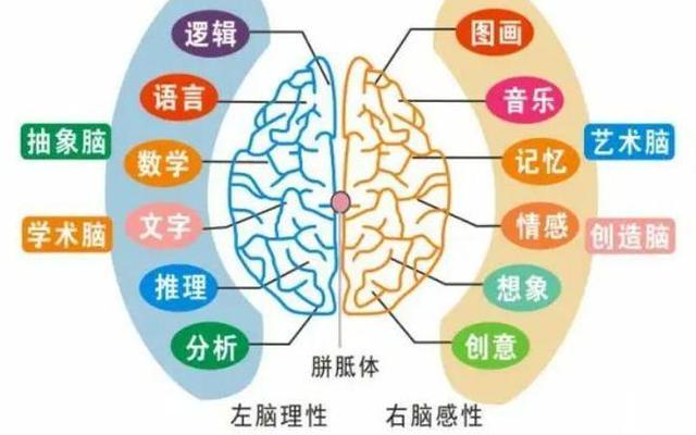 左脑型人和右脑型人的区别_怎么判断自己是左脑型还是右脑型