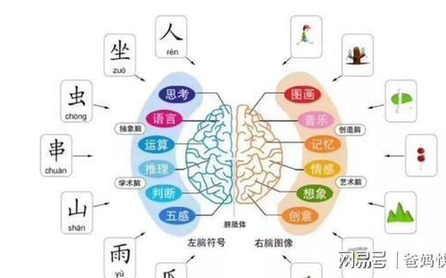 左脑控制和右脑控制哪个聪明,左脑人聪明还是右脑聪明