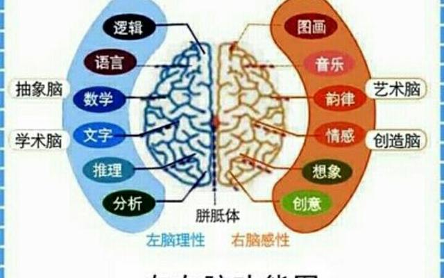 左脑人聪明还是右脑聪明