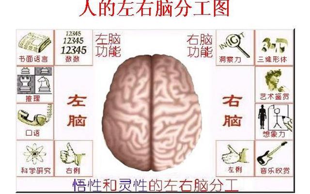 数学属于左脑还是右脑