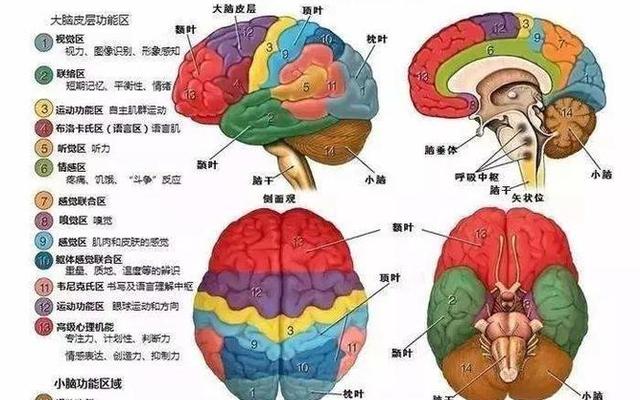 怎么判断自己是左脑型还是右脑型;怎么判断左脑人和右脑人