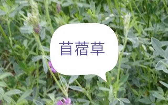 野生苜蓿是啥样的、可以吃的苜蓿是什么样的