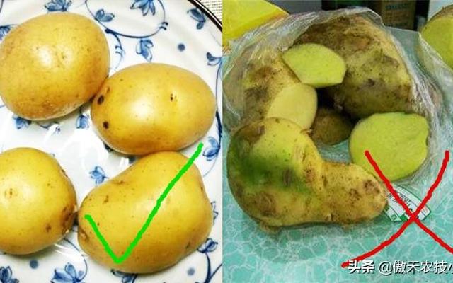 土豆怎样保存不发芽不变绿(新鲜土豆怎样保存不发芽)