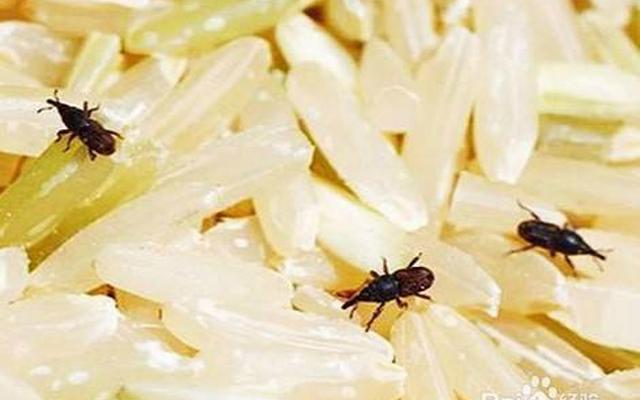 怎么防止大米里生虫子、怎么防止大米夏天生虫