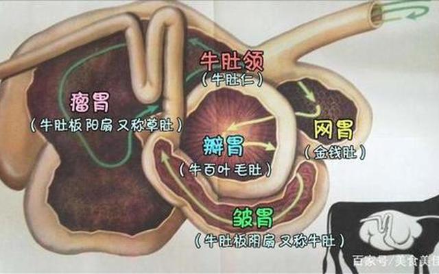 牛肚是牛身上的哪个部位