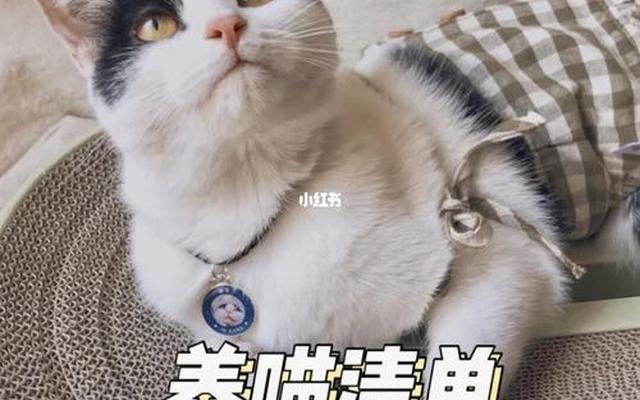 养猫的人有什么特点