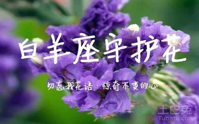 十二星座花语及守护花;十二星座的守护神兽