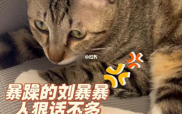 养猫女生的性格特点