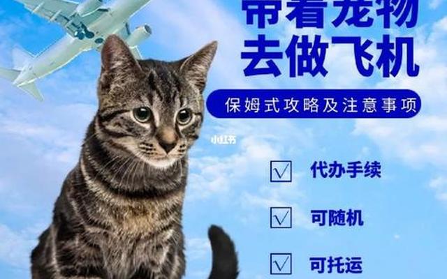 坐飞机托运猫咪需要什么手续