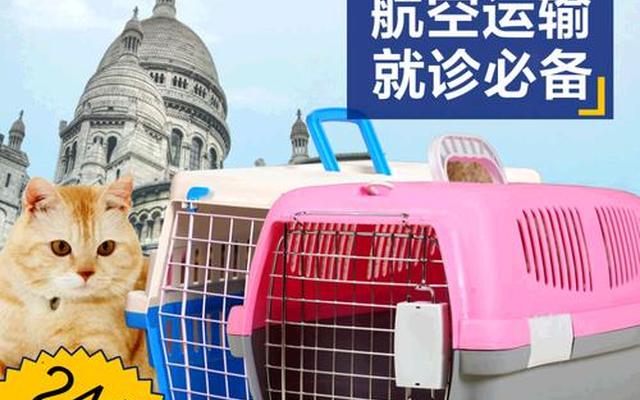 怎么跨省把猫咪带回家