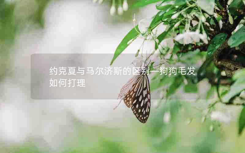 约克夏与马尔济斯的区别—狗狗毛发如何打理