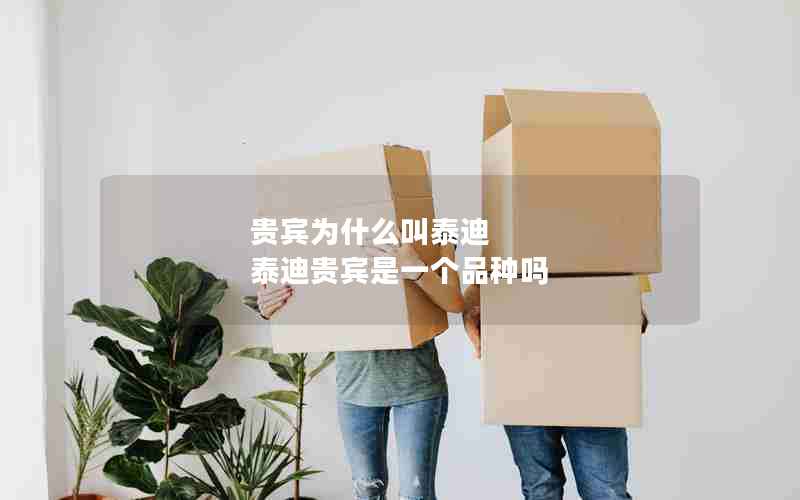 贵宾为什么叫泰迪 泰迪贵宾是一个品种吗