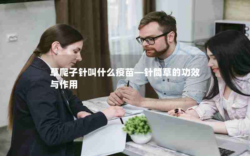 草爬子针叫什么疫苗—针筒草的功效与作用