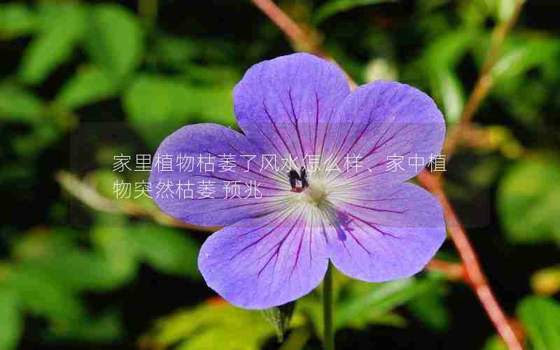 家里植物枯萎了风水怎么样、家中植物突然枯萎 预兆