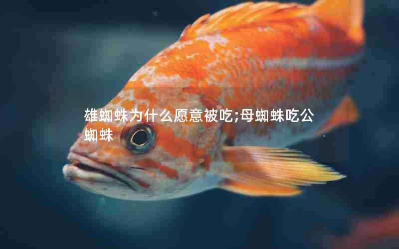 雄蜘蛛为什么愿意被吃;母蜘蛛吃公蜘蛛