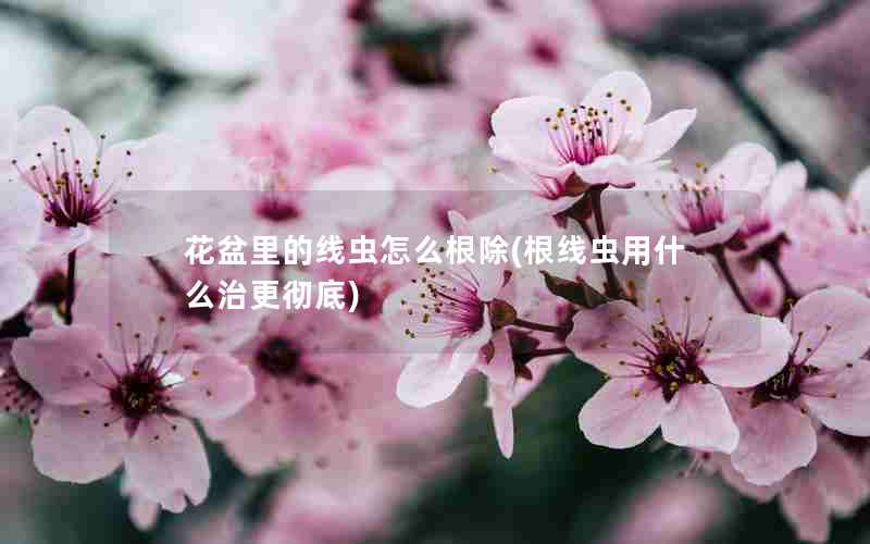 花盆里的线虫怎么根除(根线虫用什么治更彻底)