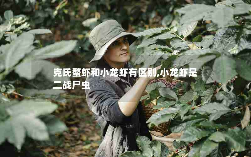 克氏螯虾和小龙虾有区别,小龙虾是二战尸虫