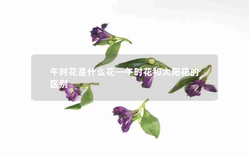 午时花是什么花—午时花和太阳花的区别