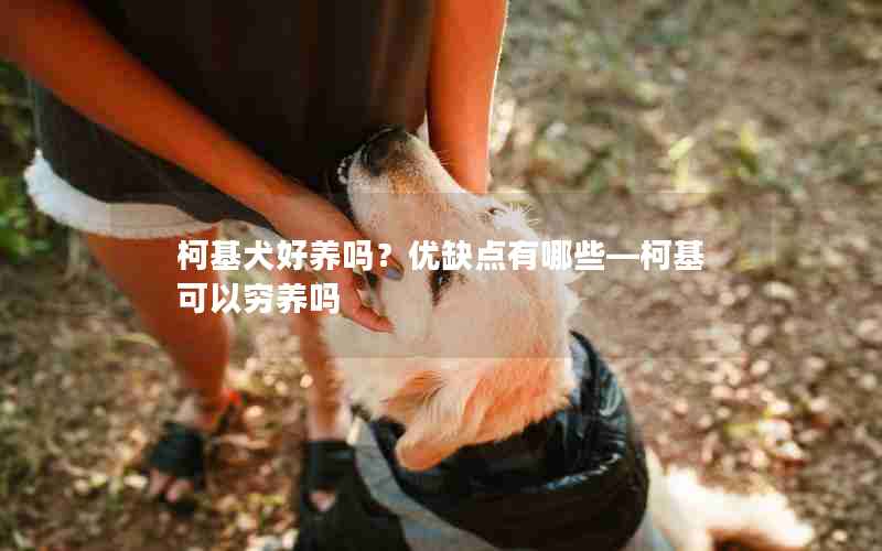 柯基犬好养吗？优缺点有哪些—柯基可以穷养吗