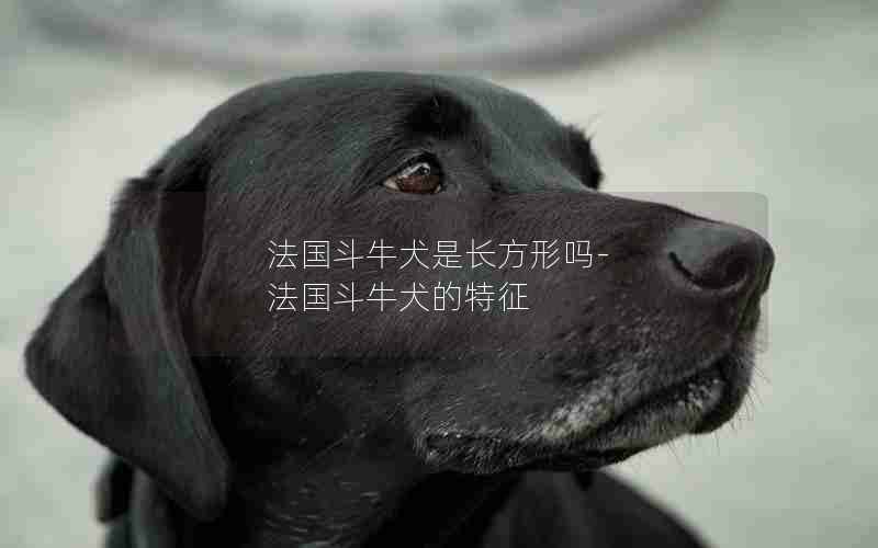 法国斗牛犬是长方形吗-法国斗牛犬的特征