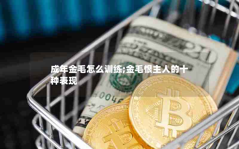 成年金毛怎么训练;金毛恨主人的十种表现