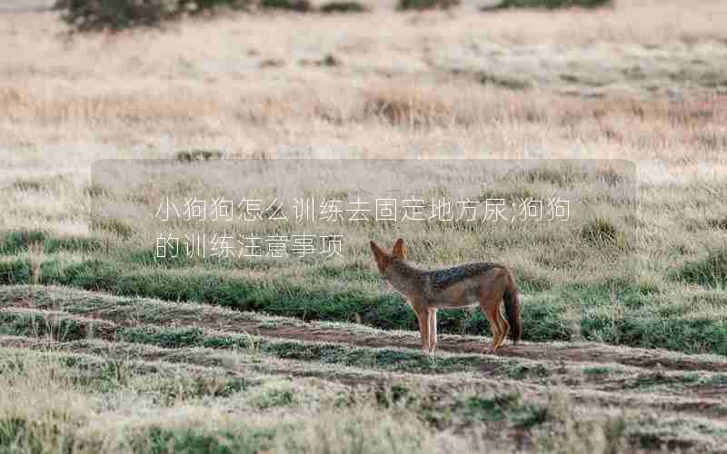 小狗狗怎么训练去固定地方尿;狗狗的训练注意事项