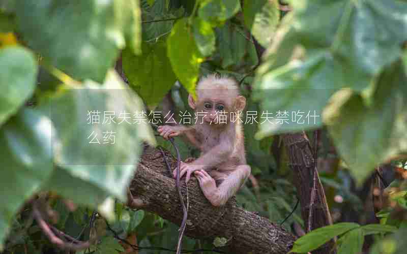 猫尿失禁怎么治疗;猫咪尿失禁吃什么药