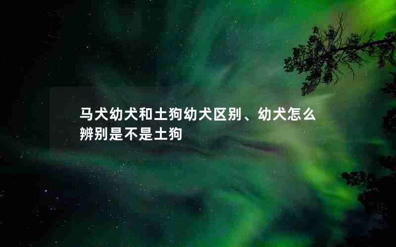 马犬幼犬和土狗幼犬区别、幼犬怎么辨别是不是土狗