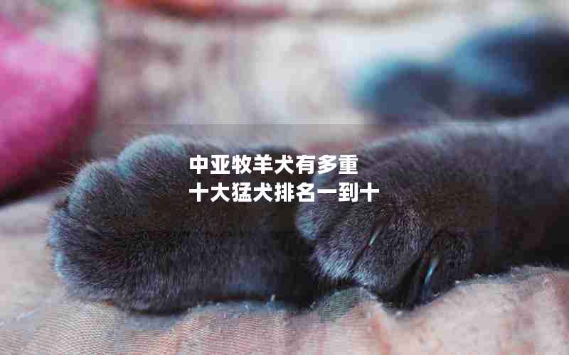 中亚牧羊犬有多重 十大猛犬排名一到十