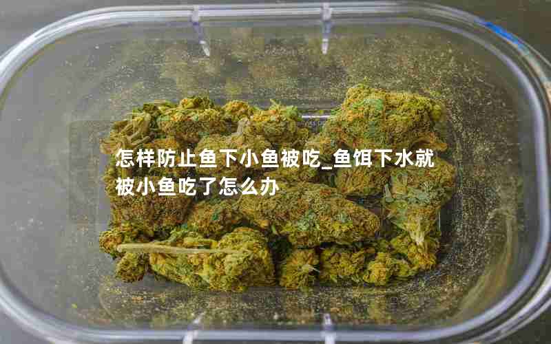 怎样防止鱼下小鱼被吃_鱼饵下水就被小鱼吃了怎么办