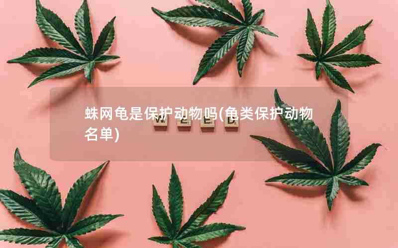 蛛网龟是保护动物吗(龟类保护动物名单)