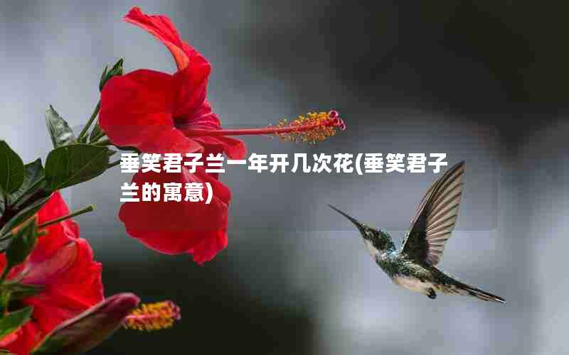 垂笑君子兰一年开几次花(垂笑君子兰的寓意)