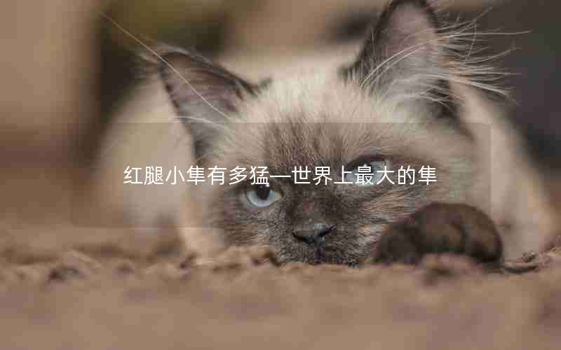 红腿小隼有多猛—世界上最大的隼