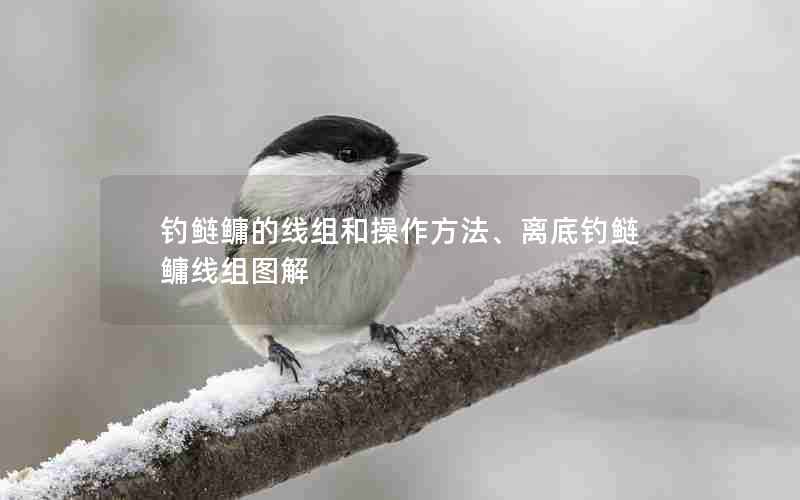 钓鲢鳙的线组和操作方法、离底钓鲢鳙线组图解