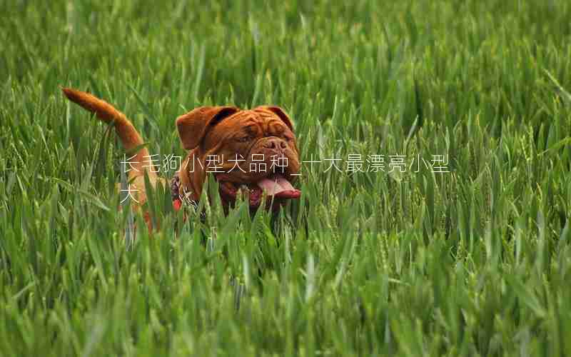 长毛狗小型犬品种_十大最漂亮小型犬