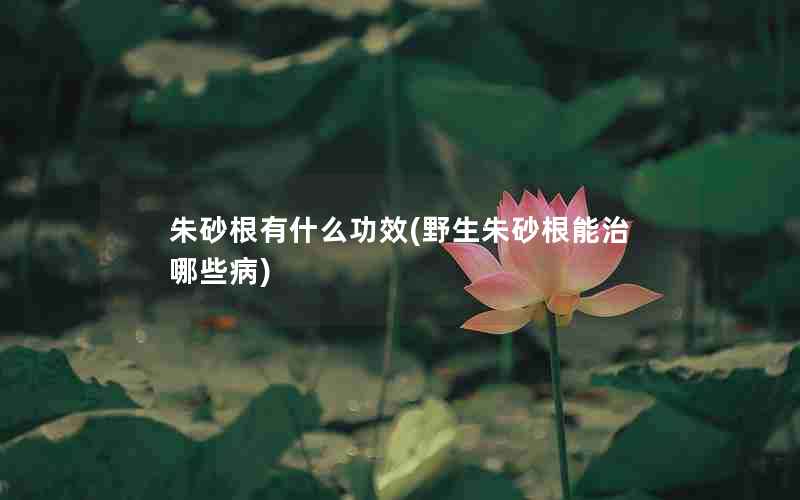 朱砂根有什么功效(野生朱砂根能治哪些病)