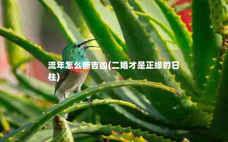 流年怎么断吉凶(二婚才是正缘的日柱)