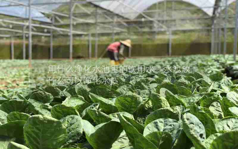 用什么净化水池里的饮用水—水池放什么可以净化水质